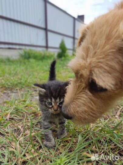 Котята