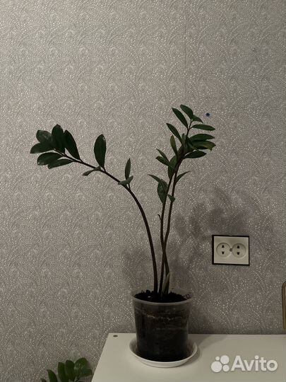 Замиокулькас 55 см