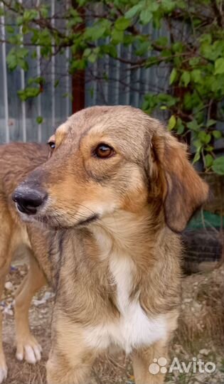 Собака в добрые руки