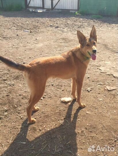 Рыжуля Люси