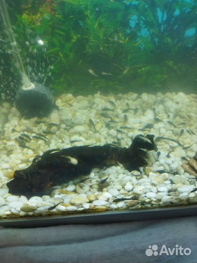 Мальки сома-анциструса 1-2см