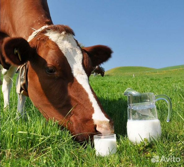Молоко