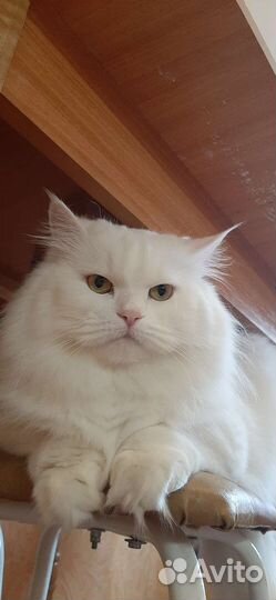 Сибирский кот