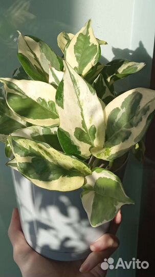 Эпипремнумы и диффенбахии сортовые