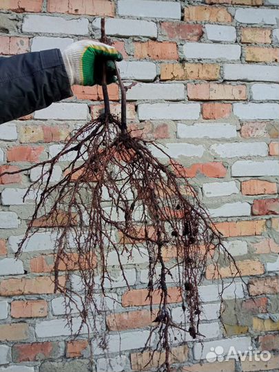 Саженцы винограда из школки