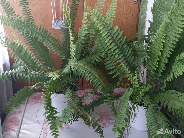 Папоротник