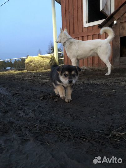 Малыши в поисках дома