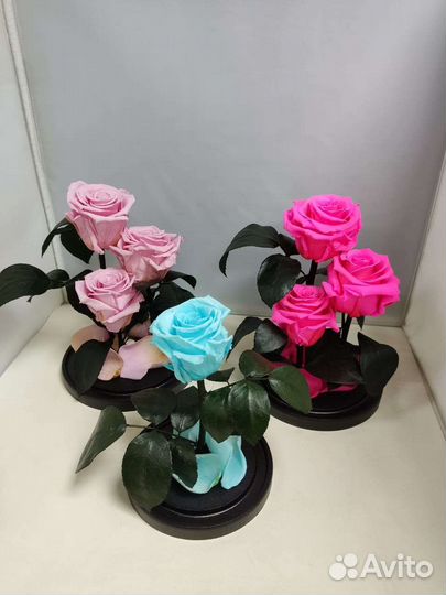 Розы оптом