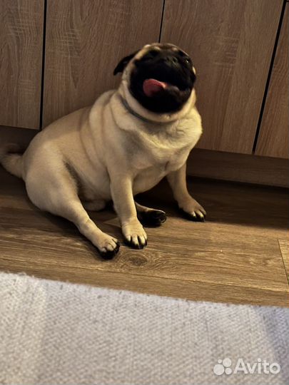 Мопс вязка мальчик