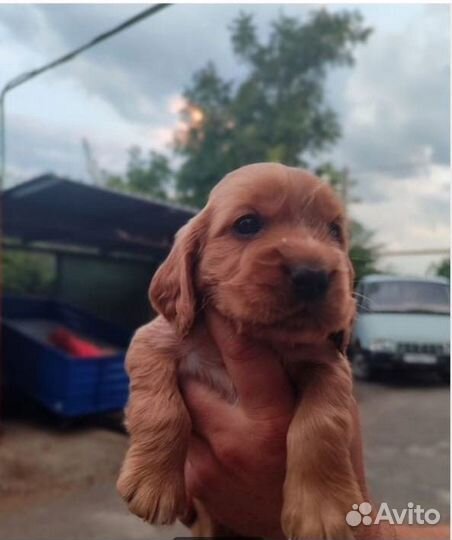 Спаниель щенки мальчики и девочки