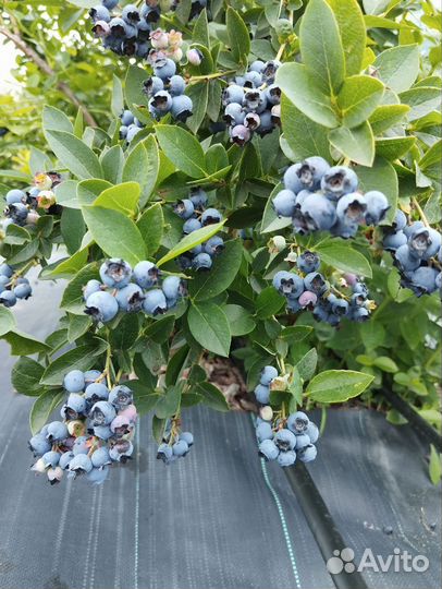 Саженцы голубики зкс