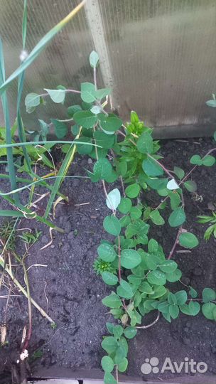 Жимолость каприфоль