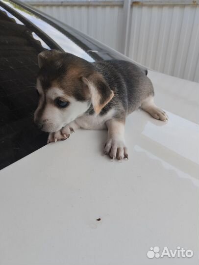 Щенки русский той-терьер в добрые руки