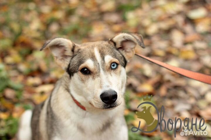 Метис Хаски Фуко в добрые руки