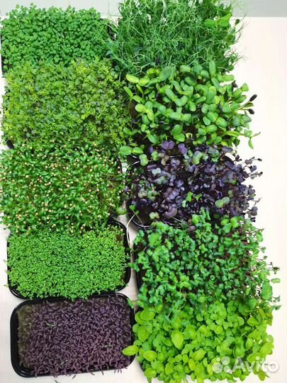 Микрозелень