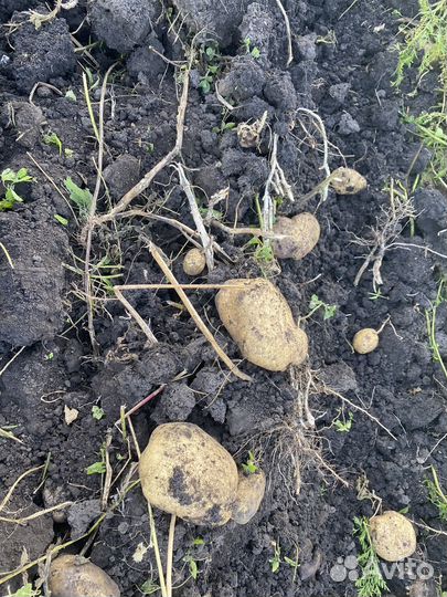 Продам картофель