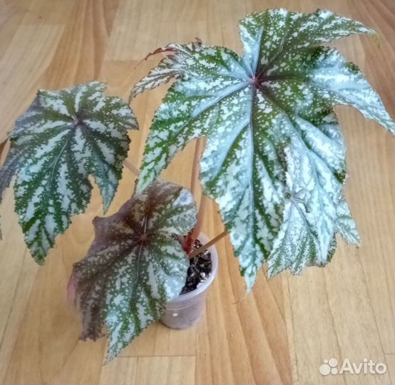 Бегония Грифон