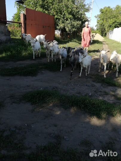 Продам козье молоко
