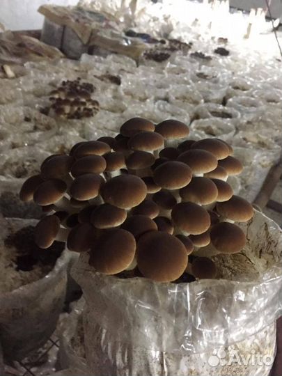 Летний опёнок