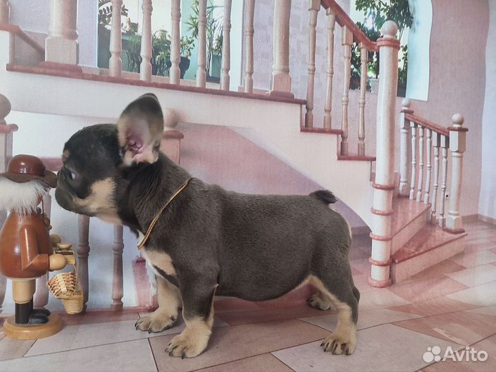 Флаффигеная девочка