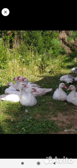 Мускусные утята