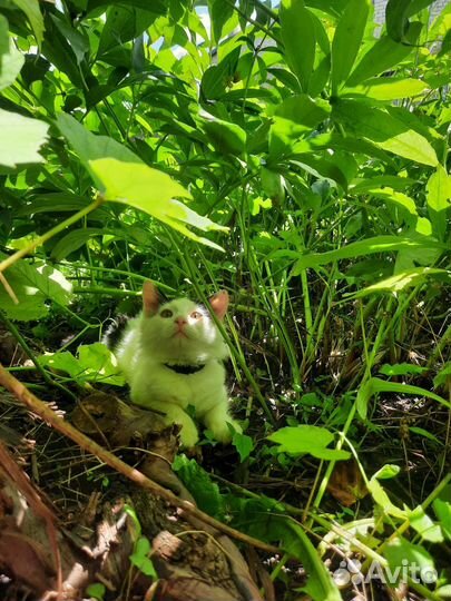 Котенок в дар