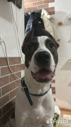 Щенки стаффорда