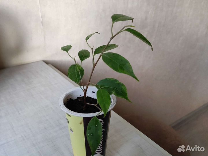 Фикус бенджамина