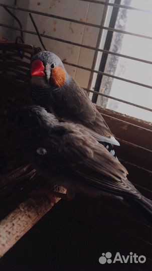 Птицы-амадины - 2 самочки