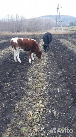 Корова с теленком