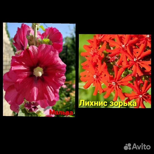 Растения для сада многолетние