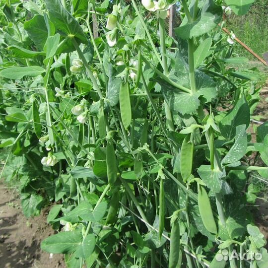 Семена гороха 