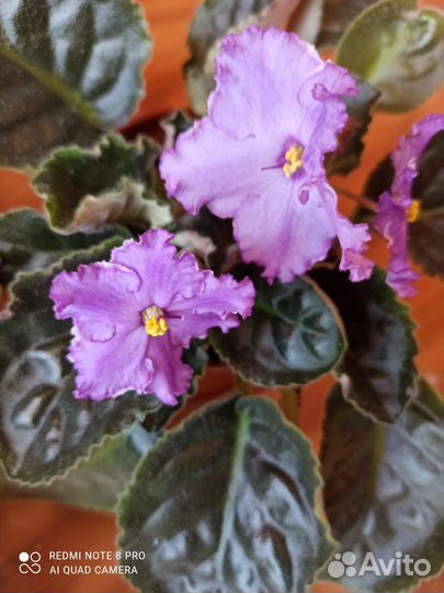 Цветущие фиалки