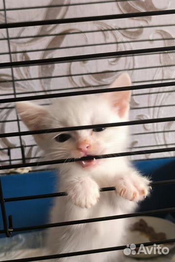 Очень маленький, но очень энергичный котик