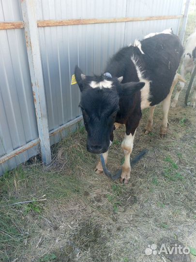 Тёлочка и бычки