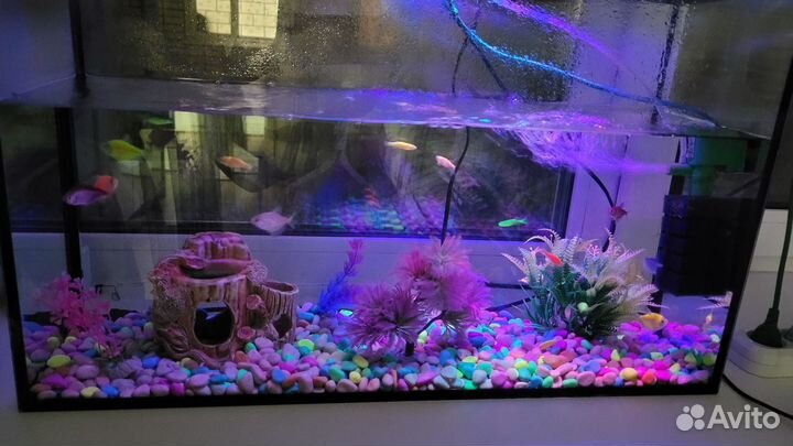 Аквариум с рыбками