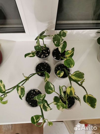 Эпипренум энджой (N'joy)