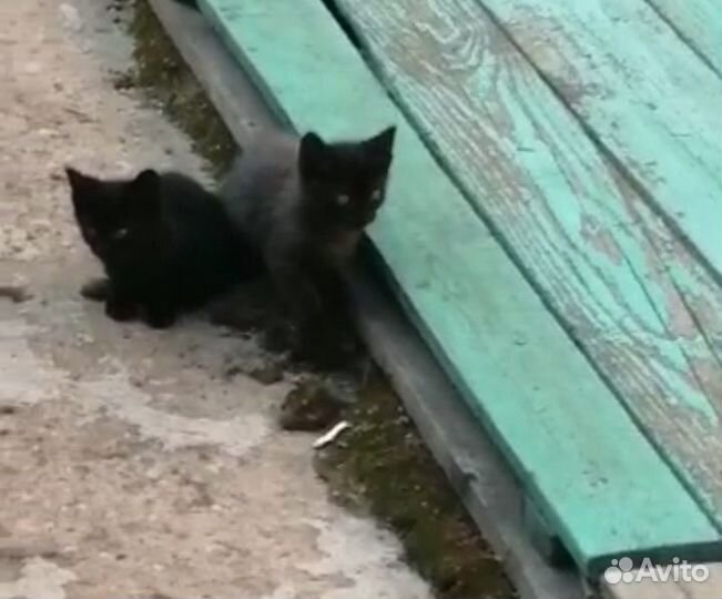 Бездомные котодетки)