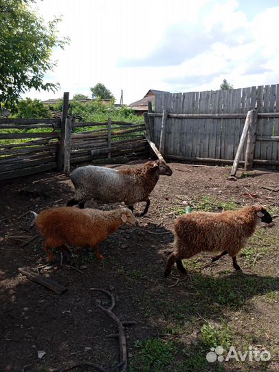 Баран и суягные овцы