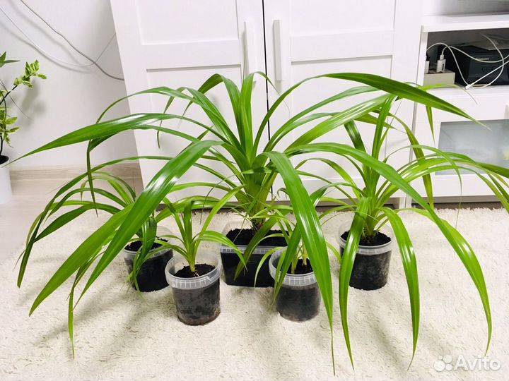 Пальма панданус, домашние цветы цветы для офиса