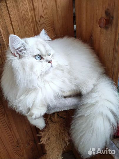 Британский длинношёрстный кот