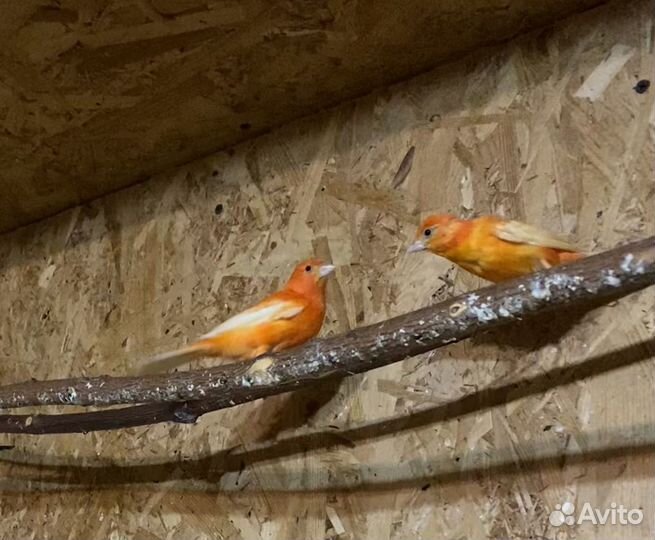 Кенары певчие