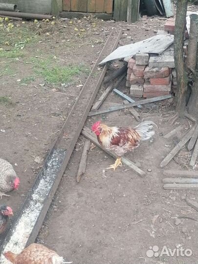 Куры петухи