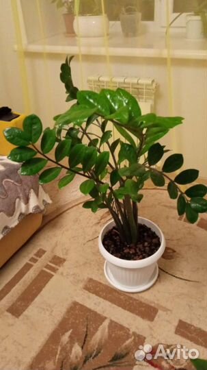 Замиокулькас