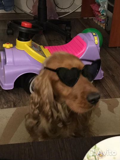 Кокер спаниель