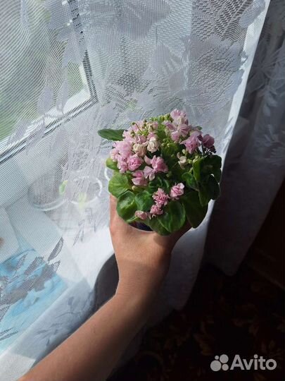 Фиалка-трейлер