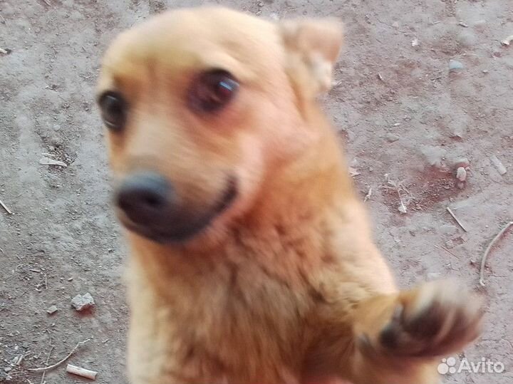 Отдам пёсика в добрые руки