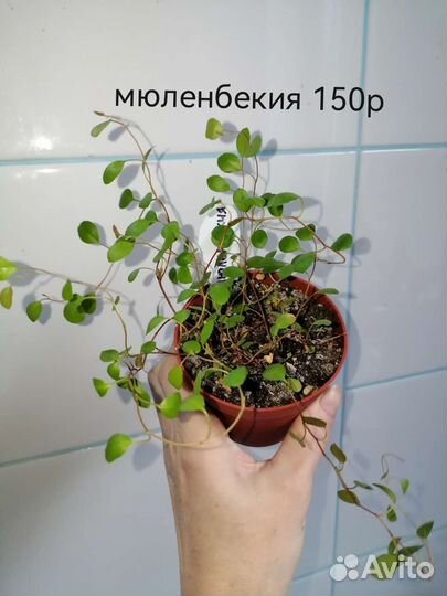 Филодендрон squamiferum, мюленбекия