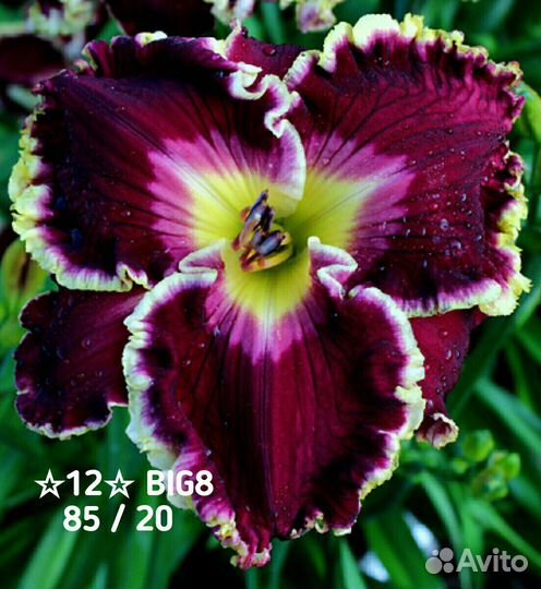 Лилейники сортовые