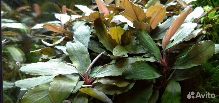 Буцефаландра